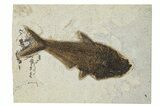 Beautiful Fossil Fish (Diplomystus) - Wyoming #292449-1